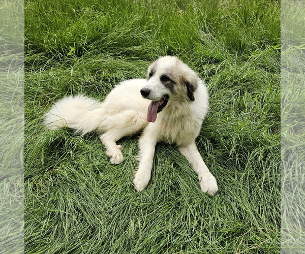 Medium Photo #2 Great Pyrenees-Unknown Mix Puppy For Sale in Croydon, NH, USA