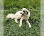 Small #1 Great Pyrenees Mix