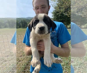 Great Pyrenees-Siberian Husky Mix Puppy for sale in NEOLA, WV, USA