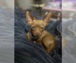 Small #2 Chihuahua Mix