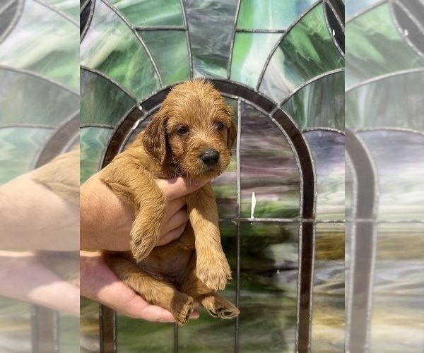 Medium Photo #8 Goldendoodle Puppy For Sale in ABILENE, TX, USA