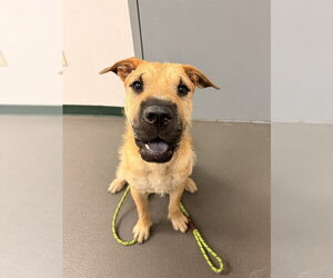 Chinese Shar-Pei-Unknown Mix Dogs for adoption in Corpus Christi, TX, USA