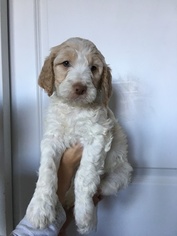 Brittnepoo Puppy for sale in WOODLAND, WA, USA