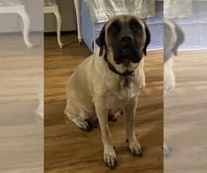 Mother of the Mastiff puppies born on 07/20/2026