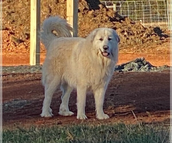 Medium Photo #18 Great Pyrenees Puppy For Sale in SILER CITY, NC, USA