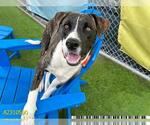 Small Staffordshire Bull Terrier Mix