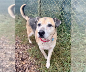 Beagle-German Shepherd Dog Mix Dogs for adoption in Waterford, VA, USA