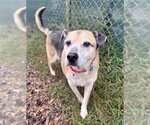 SARGE - Male Beagle-German Shepherd Dog Mix Dog for Adoption - Small photo