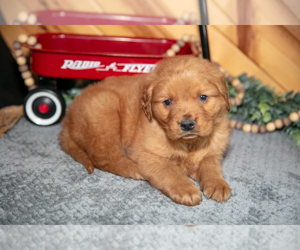 Medium Photo #10 Golden Retriever Puppy For Sale in BALTIC, OH, USA