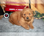 Small #2 Golden Retriever