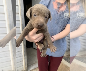 Labrador Retriever Puppy for sale in TAYLOR, UT, USA