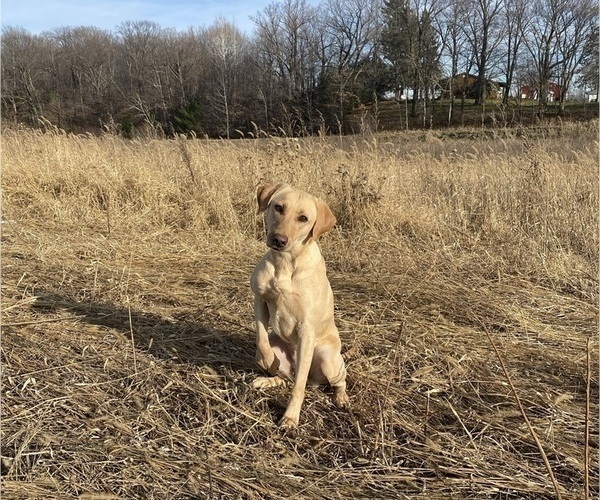 Medium Photo #1 Labrador Retriever Puppy For Sale in PRINCETON, MN, USA