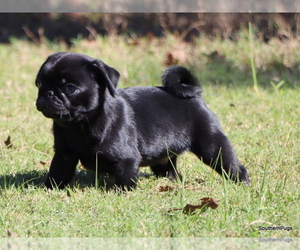 Pug Puppy for sale in WINNSBORO, TX, USA
