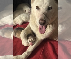Mother of the German Shepherd Dog-Siberian Husky Mix puppies born on 04/08/2025