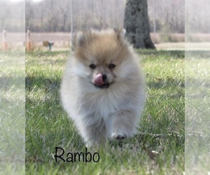 Pomeranian Puppy for Sale in BLUFORD, Illinois USA