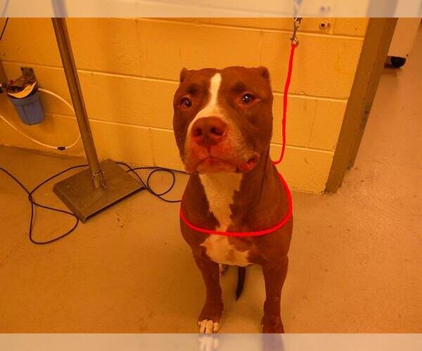 Medium Photo #1 American Pit Bull Terrier Puppy For Sale in Sanford, FL, USA