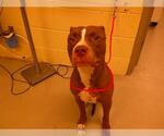 Small American Pit Bull Terrier