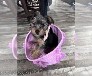 Yorkshire Terrier Puppy for sale in CLEVELAND, OH, USA