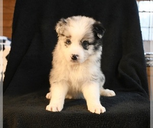 Border Collie Puppy for sale in WARSAW, OH, USA