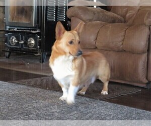 Mother of the Pembroke Welsh Corgi puppies born on 01/27/2023