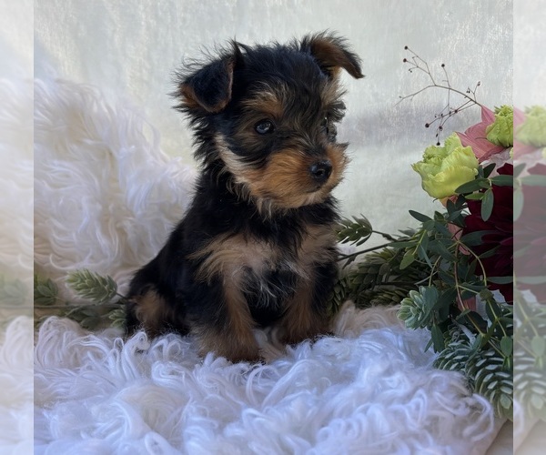 Medium Photo #8 Yorkshire Terrier Puppy For Sale in ROCK STREAM, NY, USA