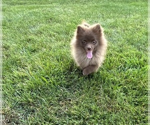 Pomeranian Puppy for sale in MIDDLEBURY, IN, USA