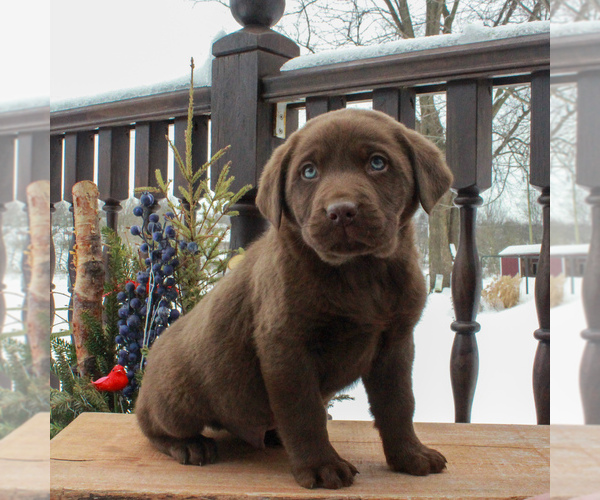 Medium Photo #2 Labrador Retriever Puppy For Sale in MYERSTOWN, PA, USA
