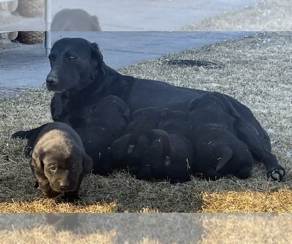 Medium Photo #6 Labrador Retriever Puppy For Sale in LOMA, CO, USA