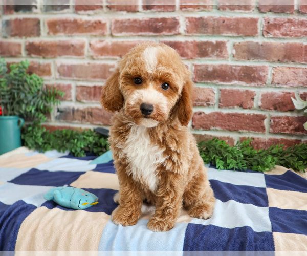 Medium Photo #1 Poodle (Miniature) Puppy For Sale in SYRACUSE, IN, USA