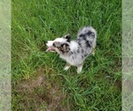 Small Photo #6 Australian Shepherd Puppy For Sale in GARLAND, NC, USA