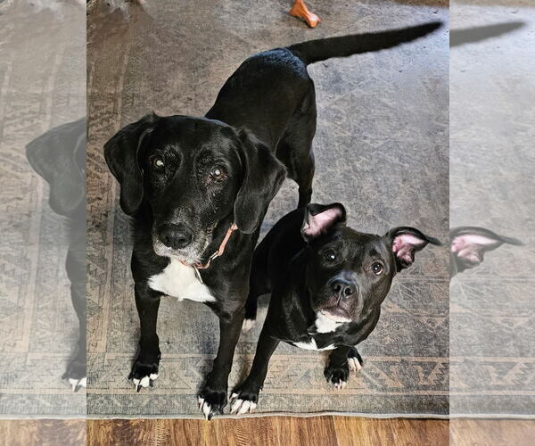 Medium Photo #7 American Pit Bull Terrier-Labrador Retriever Mix Puppy For Sale in Rockaway, NJ, USA
