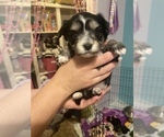 Small Photo #2 Morkie Puppy For Sale in LUBBOCK, TX, USA