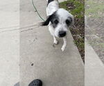 Small #2 Mutt