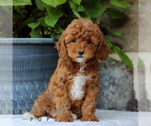 Goldendoodle (Miniature) Puppy for sale in EAST EARL, PA, USA