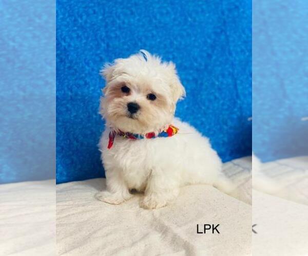 Medium Photo #1 Maltese Puppy For Sale in WINNSBORO, LA, USA