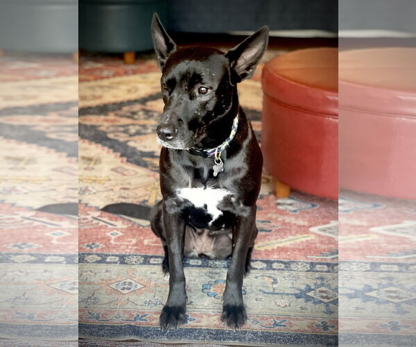 Medium Photo #6 Holland Shepherd-Unknown Mix Puppy For Sale in Rockaway, NJ, USA