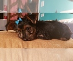 Small Photo #12 Yorkshire Terrier Puppy For Sale in NEVADA, TX, USA