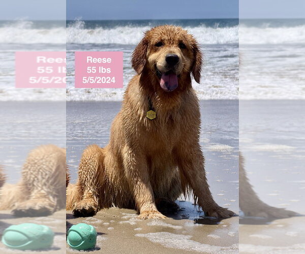 Medium Photo #13 Golden Retriever Puppy For Sale in West Hollywood, CA, USA