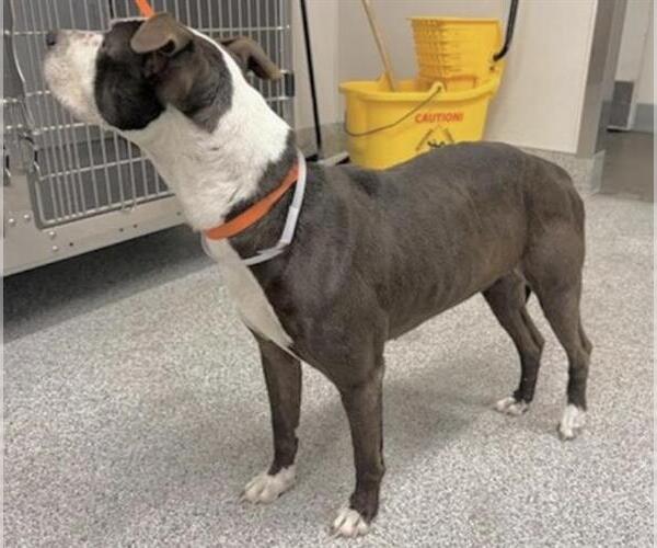 Medium Photo #1 Mutt Puppy For Sale in Houston, TX, USA