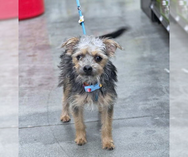 Medium Photo #7 Poodle (Miniature)-Unknown Mix Puppy For Sale in Chino Hills, CA, USA