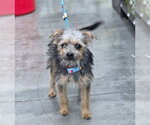 Small #6 Poodle (Miniature) Mix