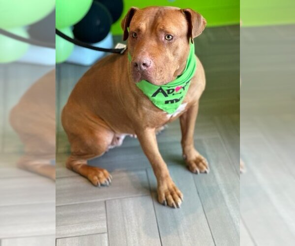 Medium Photo #10 American Pit Bull Terrier Puppy For Sale in Euless, TX, USA