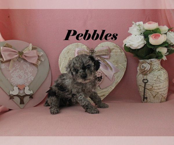 Medium Photo #10 Poodle (Toy) Puppy For Sale in CHANUTE, KS, USA