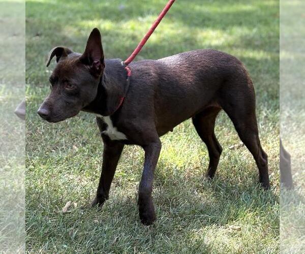 Medium Photo #3 Labrador Retriever-Unknown Mix Puppy For Sale in Yardley, PA, USA