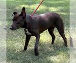 Small #2 Labrador Retriever Mix