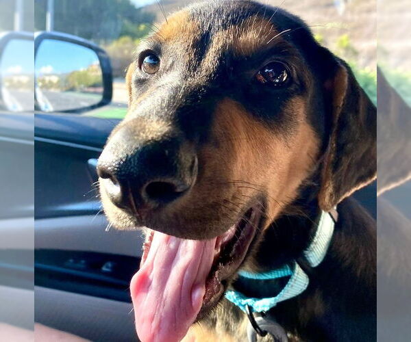 Medium Photo #4 Doberman Pinscher-Labrador Retriever Mix Puppy For Sale in San Juan Capistrano, CA, USA