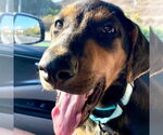 Small #3 Doberman Pinscher-Labrador Retriever Mix