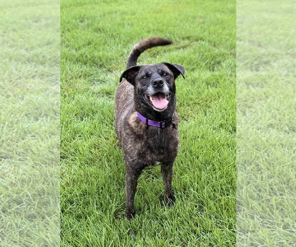 Medium Photo #20 Boxer-Unknown Mix Puppy For Sale in Fort Worth, TX, USA