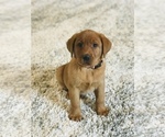 Small Labrador Retriever