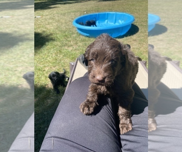 Medium Photo #4 Goldendoodle-Newfoundland Mix Puppy For Sale in MORRIS, MN, USA
